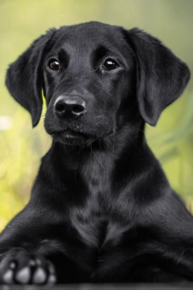 Labradour pet portrait
