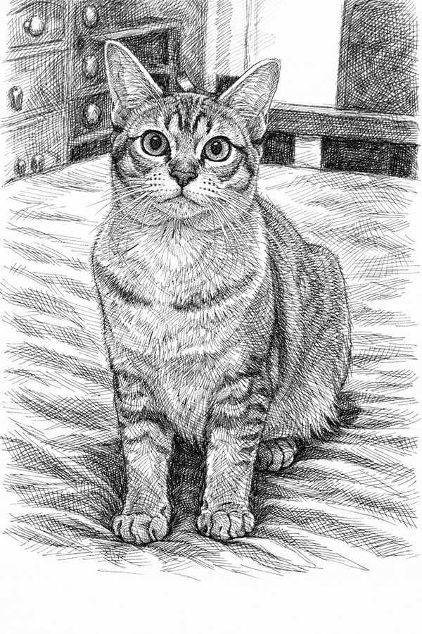 Pen and Ink Pet Portrait