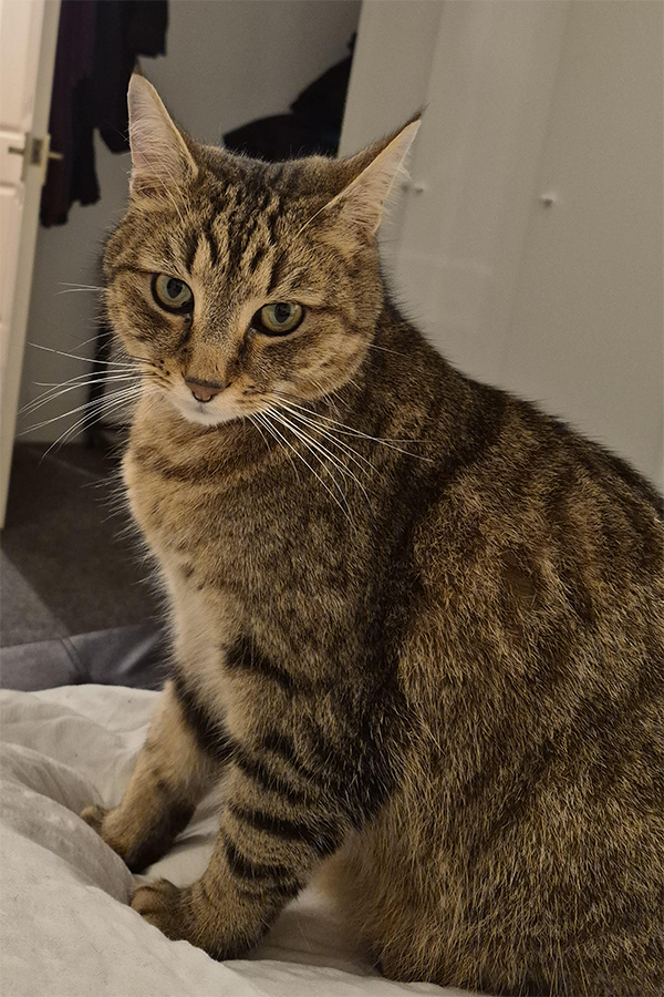 Pet Portait Tabby Cat